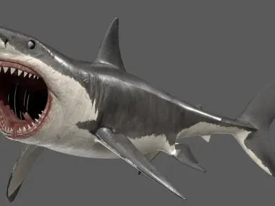Great White Shark Animated 3D model