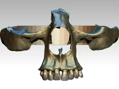 Part  Skull Ring Men Woman Gothic  3D print model