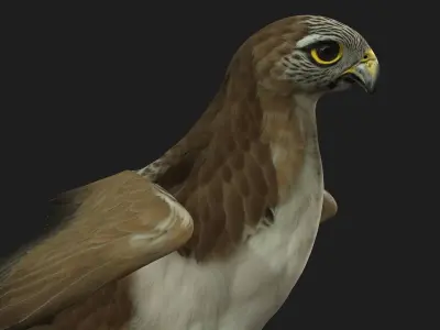 Kestrel B4 3D model