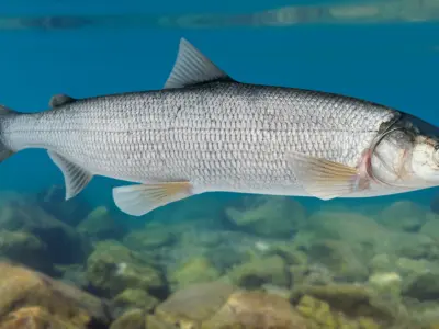 Whitefish (Animated) 2 3D model