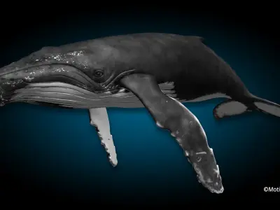Humpback Whale 3D model 2