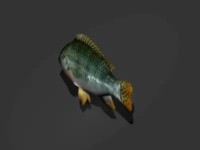 Green Sunfish Low-poly 3D model