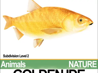 Golden Ide 3D model