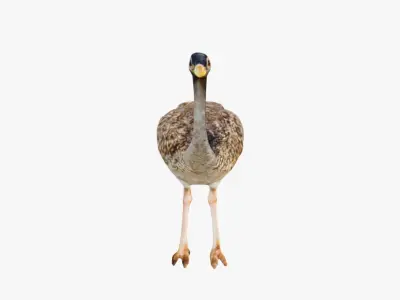 Ostrich Free 3D model