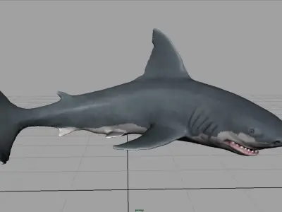 WHITE SHARK 3D model purchase