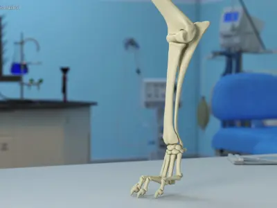  Anatomical Skeleton Left Forelimb of Dog 