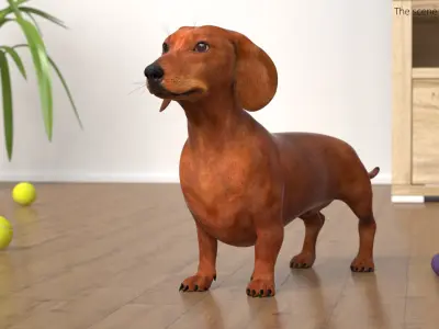  Short-Legged Red Dachshund 
