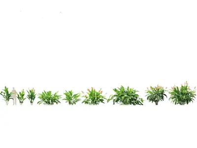 Heliconia metallica - Shining bird of paradise 3D model