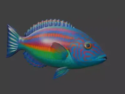 Wrasse Fish 3D model