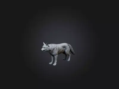 Realistic Wolf Model Low-poly 3D model