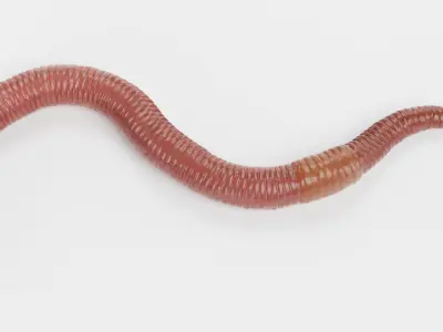  Earthworm Rigged 
