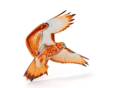 Redtailed Hawk D Model Pack Low-poly 3D model