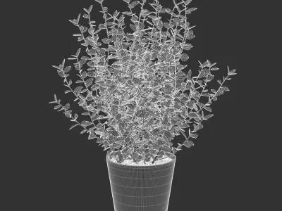  Young Eucalyptus Plant Potted Plant Model 