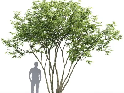 Amelanchier #1 3D model