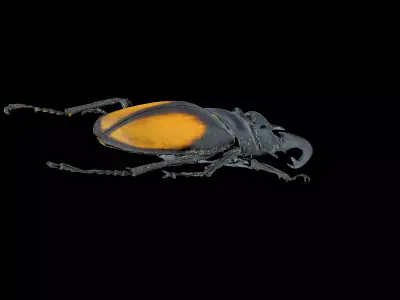 Hexarthrius Parryi Paradoxus Male 3D model