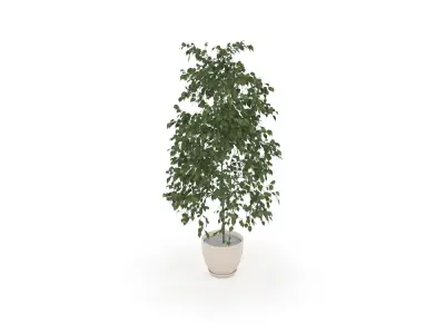Plant Low-poly 3D model