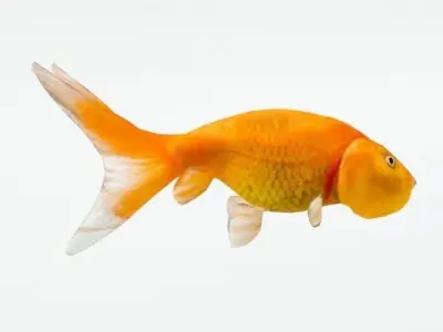 Bubble Eye Fish Low-poly 3D model