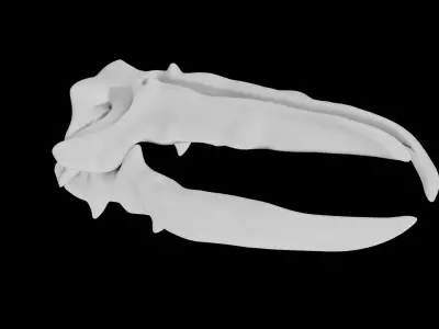 Whale Skull Low-poly 3D model
