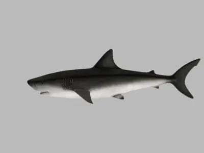 SHARK LOW PLOY 3D model
