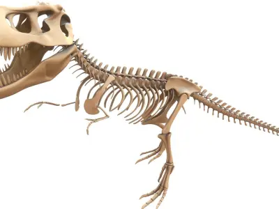 T-rex Skeleton 3D model order