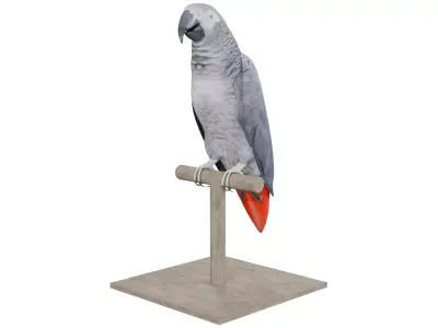 African Grey Parrot 3D model purchase