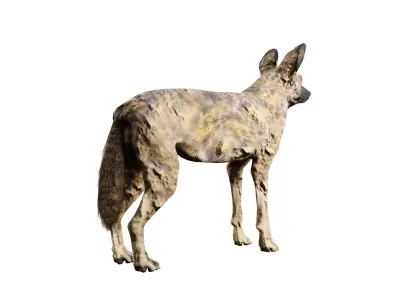 African wild dog Low-poly 3D model purchase
