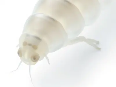 Transparent Insect Model Pack Low-poly 3D model