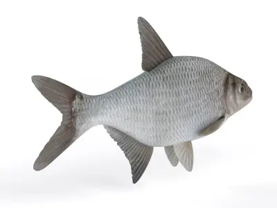 Bream Fish 3D model buy