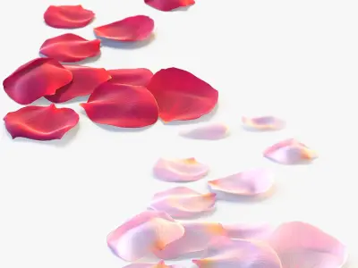 Realistic Rose Petals 3D Models - High-Quality 4K PBR Asset 3D model