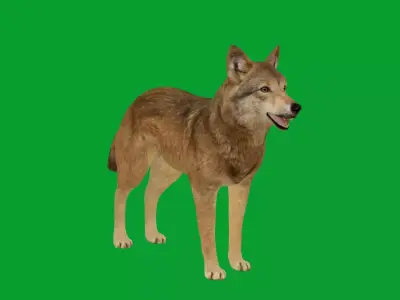 Eurasian Grey Wolf Free 3D model