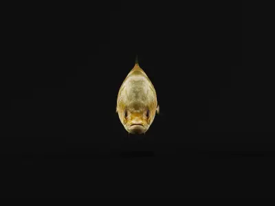 Barramundi Asian Sea Bass Fish Low-poly 3D model
