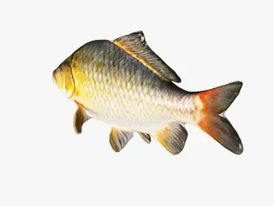 Carp Animal Free 3D model