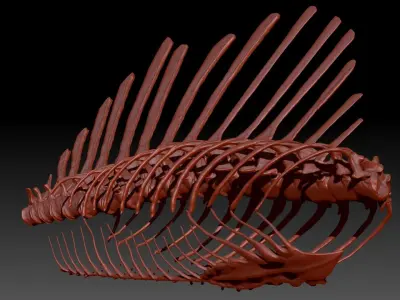 Dinosaur Spinosaurus Spine Ribs Skeletons Set 3D model