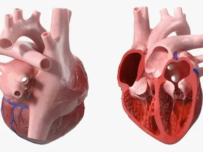 Human Heart Cross Section Anatomy Red 3D model