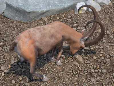 Alpine Ibex with Large Horns 3D model
