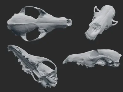 Fox Skull 3D model