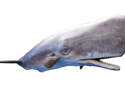 Sperm Whale  purchase 3D model