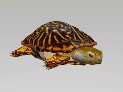 TURTLE LOW POLY box Free 3D model