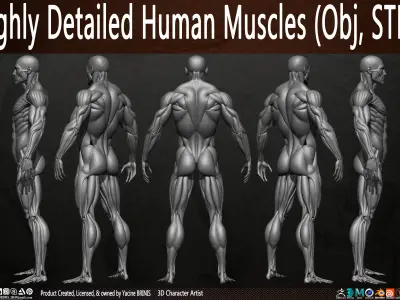 Highly Detailed Human Male Muscles Low-poly 3D model purchase