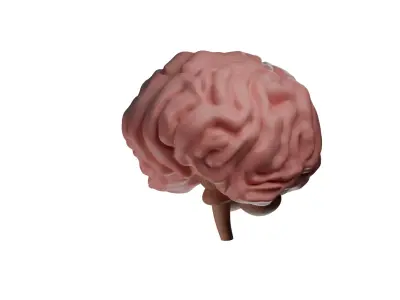 3D Model Of Brain - blender 3D  3D model