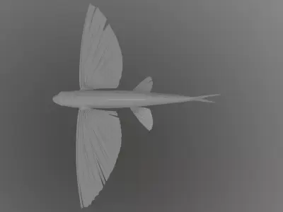 Exocoetidae flying fish 3D model