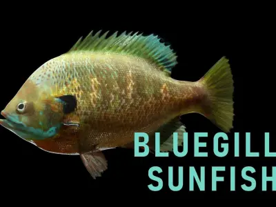 Animated Freshwater Fish Low-poly 3D model