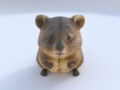 Quokka 3D model