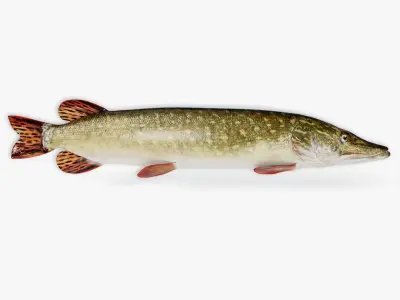 Pike Animated  purchase 3D model