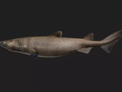 Shark Low-poly 3D model 18