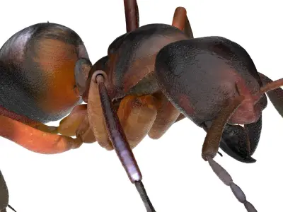 red Ant Bug 3D 3D model