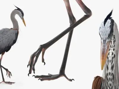 Grey Heron Standing on One Leg 3D model