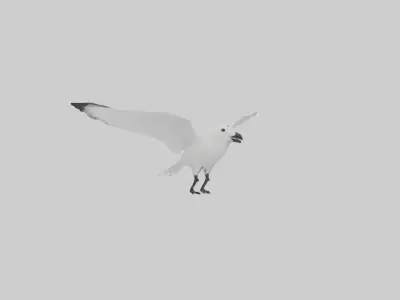 Ivory Gull flying model Low-poly 3D model