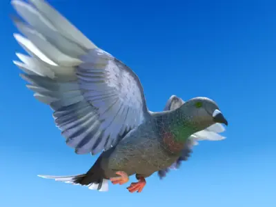 Pigeon Medium Detail Animated Free 3D model purchase