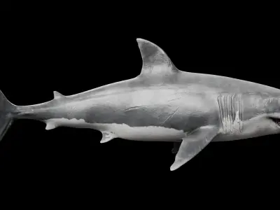 Great White Shark 3D model 5